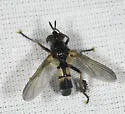Hemyda aurata - photo 4