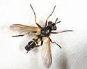 Hemyda aurata - photo 5
