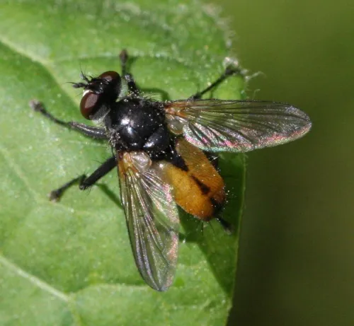 Hemyda vittata