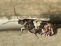 Blueberry Tip Borer Moth - Hodges#3275