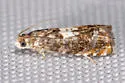 Blueberry Tip Borer Moth - Hodges#3275 - photo 2
