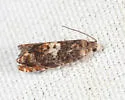 Blueberry Tip Borer Moth - Hodges#3275 - photo 3