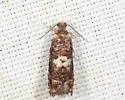 Blueberry Tip Borer Moth - Hodges#3275 - photo 4