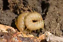 White-Striped Centipede