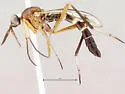 Henicomyia hubbardii