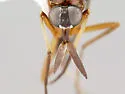 Henicomyia hubbardii - photo 3