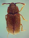 Henoticus californicus