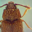 Henoticus californicus - photo 2