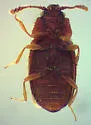 Henoticus californicus - photo 3