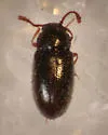 Henoticus serratus