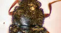 Henoticus serratus - photo 2