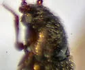 Henoticus serratus - photo 3