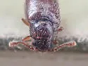 Henoticus serratus - photo 4