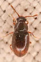 Henoticus serratus - photo 5