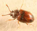 Henotiderus centromaculatus - Henotiderus centromaculatus