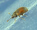 Henotiderus centromaculatus - photo 2