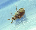 Henotiderus centromaculatus - photo 3