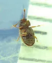 Henotiderus centromaculatus - photo 4