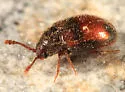 Henotiderus centromaculatus - photo 5