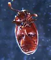Henotiderus lorna