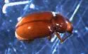 Henotiderus lorna - photo 2