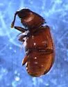 Henotiderus lorna - photo 3