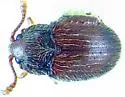 Henotiderus lorna - photo 5