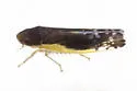 Henribautia beameri