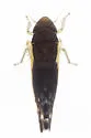 Henribautia beameri - photo 2