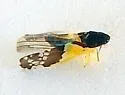 Henribautia hubbardi - photo 2