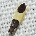 Henribautia nigricephala - Henribautia nigricephala