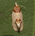 Henricus cognata - Hodges#3794