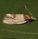 Henricus cognata - Hodges#3794 - photo 2