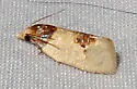 Henricus cognata - Hodges#3794 - photo 3
