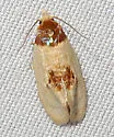 Henricus cognata - Hodges#3794 - photo 4