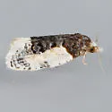 Henricus edwardsiana - Hodges#3797 - photo 2