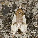 Henricus fuscodorsana - Hodges#3798