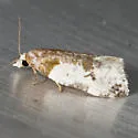 Henricus fuscodorsana - Hodges#3798 - photo 2