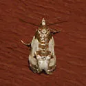 Henricus fuscodorsana - Hodges#3798 - photo 3