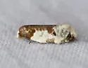 Henricus fuscodorsana - Hodges#3798 - photo 4