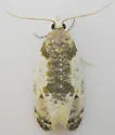 Henricus fuscodorsana - Hodges#3798 - photo 5