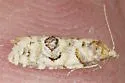 Henricus infernalis - Hodges#3799