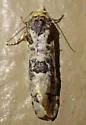 Henricus infernalis - Hodges#3799 - photo 2