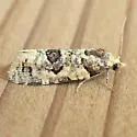 Henricus infernalis - Hodges#3799 - photo 3