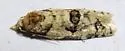 Henricus infernalis - Hodges#3799 - photo 4