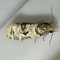 Henricus infernalis - Hodges#3799 - photo 5