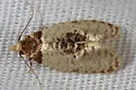 Henricus umbrabasana - Hodges#3801