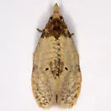 Henricus umbrabasana - Hodges#3801 - photo 2