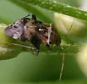 Henrylygus ultranubilus
