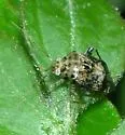 Henrylygus ultranubilus - photo 2